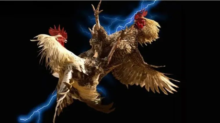 Đá Gà PG88: Bí Quyết Thắng Lớn Từ Dân Chơi Lão Luyện